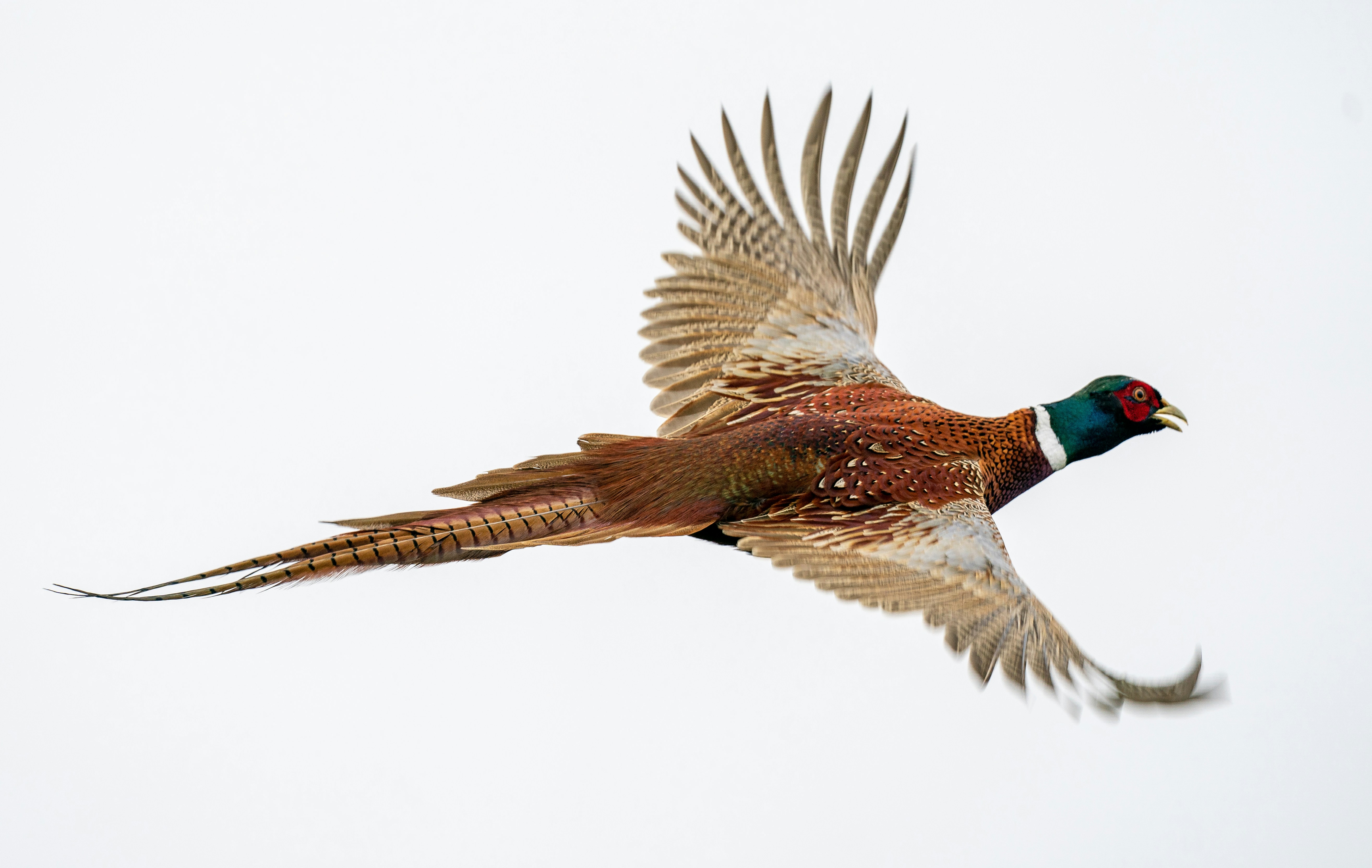 Ring-necked Pheasant
