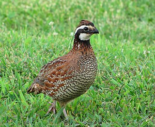 Northern Bobwhite Quail