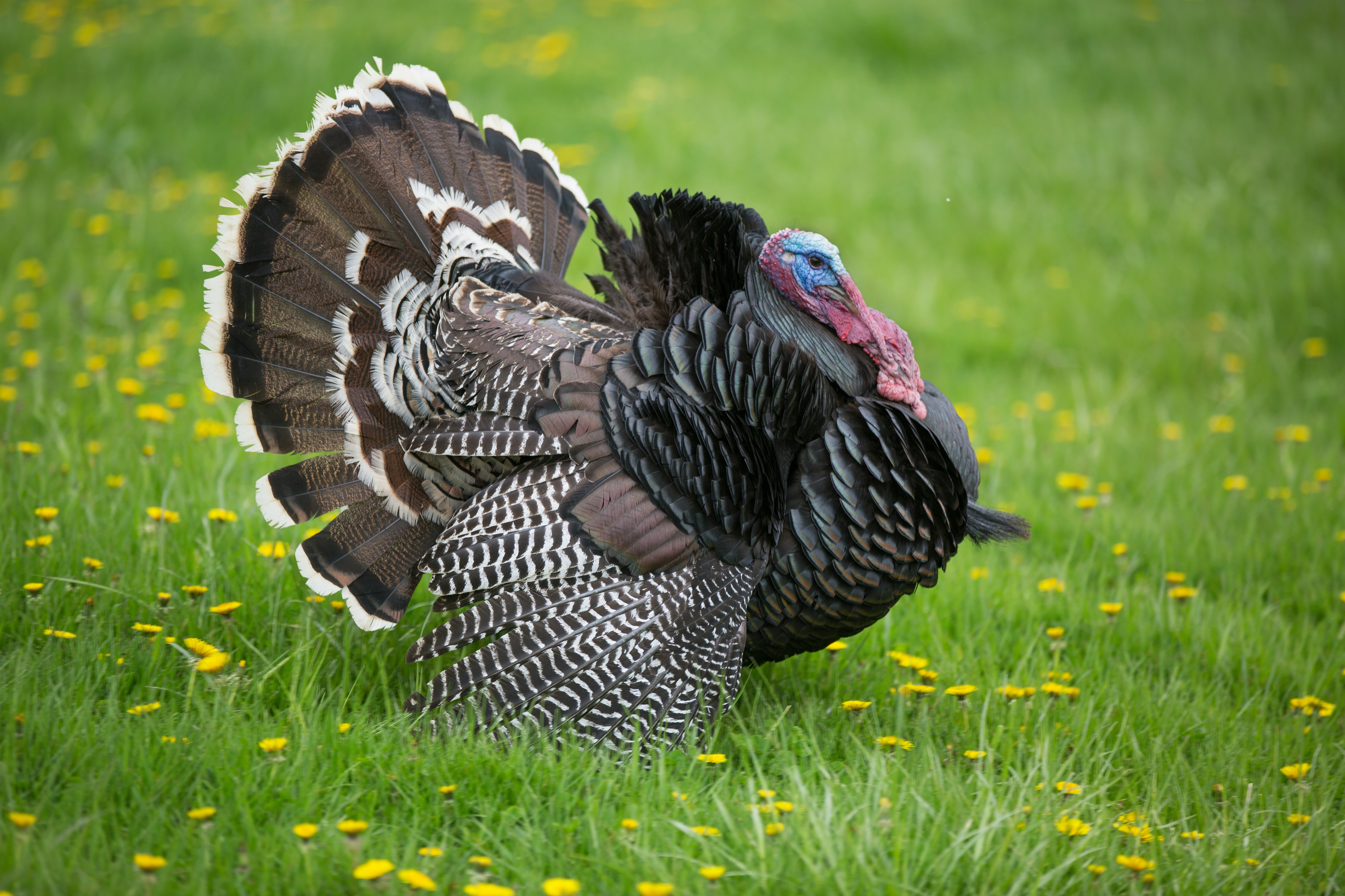 Wild Turkey